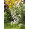 Sale Pennisetum Alopecuroides Hameln Lampenputzergras Ca. 11x11 cm Topf