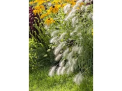 Sale Pennisetum Alopecuroides Hameln Lampenputzergras Ca. 11x11 cm Topf