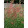Töpfe<Penstemon Barbatus Bartfaden Ca. 9x9 cm Topf