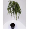 Töpfe<Pflanzen-Boering Larix Stiff Weeper Hängelärche-Stämmchen Gesamthöhe 150-160 cm Stammhöhe 125 cm