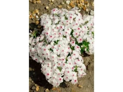 Discount Phlox Subulata Amazing Grace Teppichphlox Weiß Ca. 9x9 cm Topf