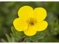 Potentilla Fingerstrauch Gelb Ca 9x9 cm Topf