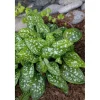 Pulmonaria Saccharata Reginald Kaye Geflecktes Lungenkraut Ca. 9x9 cm Topf< Töpfe
