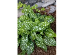Pulmonaria Saccharata Reginald Kaye Geflecktes Lungenkraut Ca. 9x9 cm Topf< Töpfe