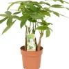 Rasierpinselbaum Höhe ca. 50 - 55 cm Topf-Ø 17 cm Pachira aquatica< Töpfe