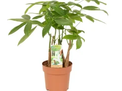 Rasierpinselbaum Höhe ca. 50 - 55 cm Topf-Ø 17 cm Pachira aquatica< Töpfe