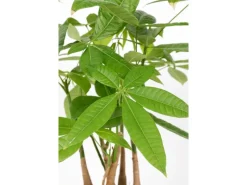 Rasierpinselbaum Höhe ca. 50 - 55 cm Topf-Ø 17 cm Pachira aquatica< Töpfe
