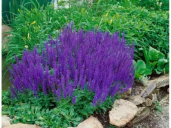 New Salvia Nemorosa Blaukönigin Steppen-Salbei Ca. 9x9 cm Topf