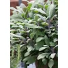 Salvia Officinalis Purpurascens Echter Salbei Ca. 9x9 cm Topf< Töpfe