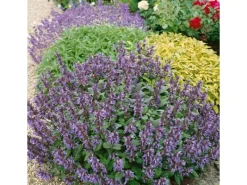 Salvia Officinalis Purpurascens Echter Salbei Ca. 9x9 cm Topf< Töpfe