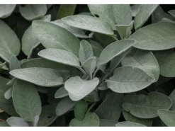 Töpfe<Salvia Officinalis Würzburg Echter Salbei Ca. 9x9 cm Topf