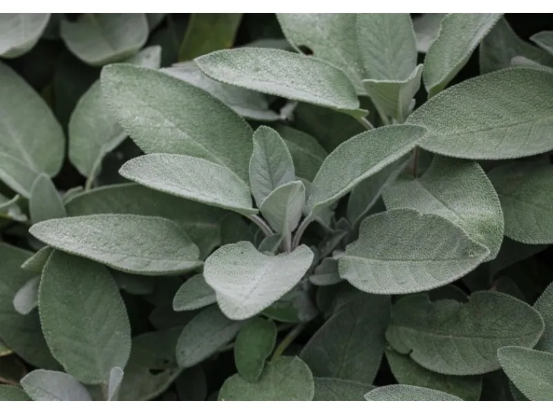 Töpfe<Salvia Officinalis Würzburg Echter Salbei Ca. 9x9 cm Topf