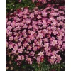 Töpfe<Saxifraga X Arendsii Ingeborg Moossteinbrech Ca. 9x9 cm Topf