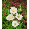 Discount Scabiosa Caucasica Perfecta Alba Kaukasische Skabiose Ca. 11x11 cm Topf