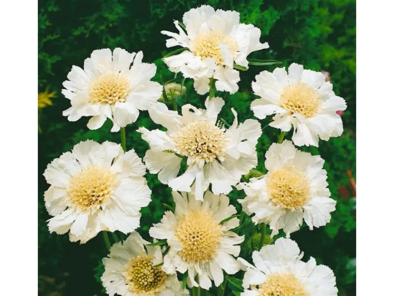 Discount Scabiosa Caucasica Perfecta Alba Kaukasische Skabiose Ca. 11x11 cm Topf