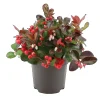 Töpfe<Scheinbeere "Big Berry" Weiß-Rosa Topf-Ø ca. 10,5 cm Gaultheria procumbens