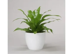 Clearance Scheurich Übertopf 920 Ø 19 cm Alaska Weiß