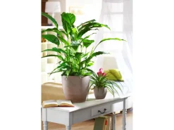 Clearance Scheurich Übertopf 920 Ø 14 cm Earth Braun