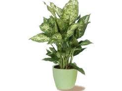 Scheurich Töpfe<Übertopf 920 Ø 19 cm Light Green
