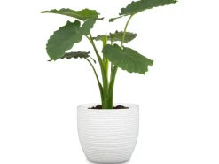 Scheurich Übertopf 866 Ø 14 cm Panna< Töpfe