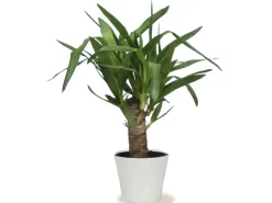 Scheurich Töpfe<Übertopf 808 Ø 19 cm Panna