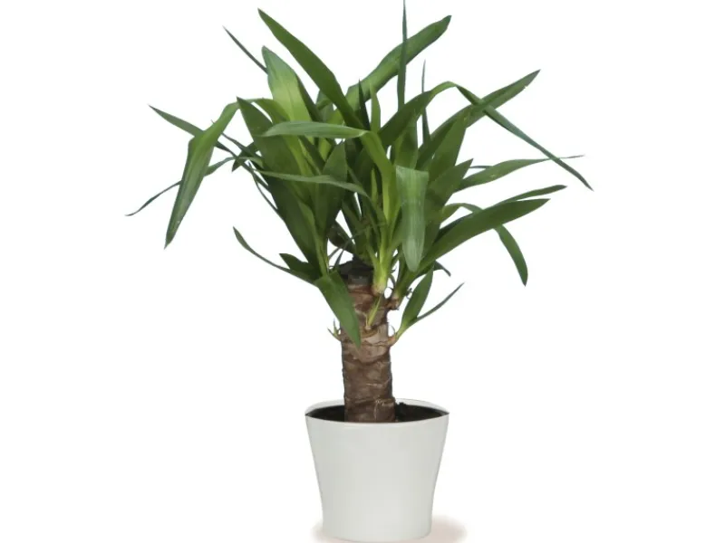 Scheurich Töpfe<Übertopf 808 Ø 19 cm Panna