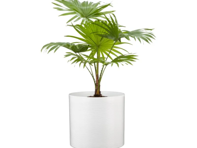 Online Scheurich Übertopf 828 Ø 14 cm Panna Weiß