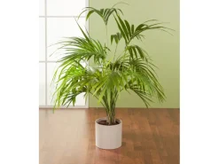 Sale Scheurich Übertopf 828 Ø 16 cm Sesame Beige