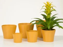Scheurich Töpfe<Übertopf 808 Ø 13 cm x 11 cm Curcuma