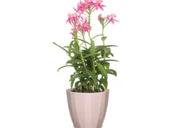 Clearance Scheurich Übertopf 939 Ø 15 cm x 13 cm Rose Elegance