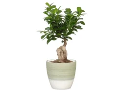 Outlet Scheurich Übertopf 950 Ø 11 cm x 9,5 cm Hellgrün