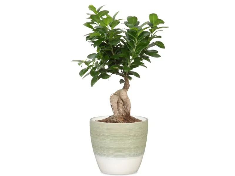 Outlet Scheurich Übertopf 950 Ø 11 cm x 9,5 cm Hellgrün