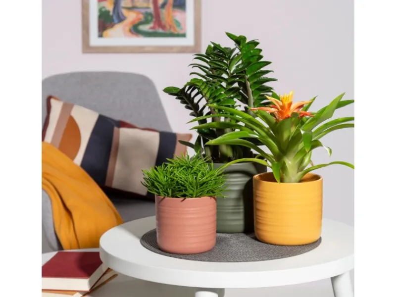 Clearance Scheurich Übertopf Cottage 850 Ø 12 cm x 11,1 cm Curcuma