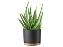 Outlet Scheurich Übertopf mit Holzuntersetzer 799 Ø 19 cm Anthrazit Matt