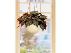 Outlet Scheurich Hängeampel 845 Ø 18 cm Creme Beige