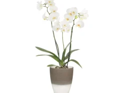 Scheurich Töpfe<Orchideengefäß 650 Ø 13 cm Espresso Cream