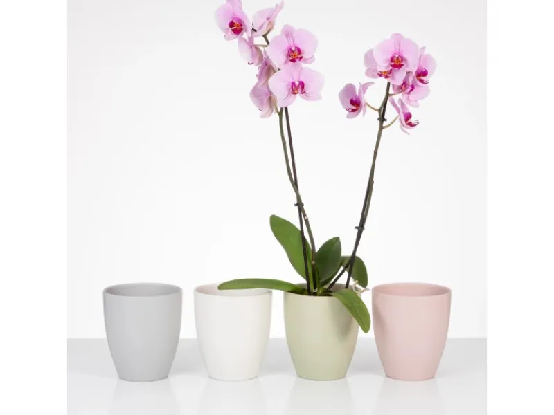 Scheurich Orchideentopf 620 Ø 13 cm x 15 cm< Töpfe