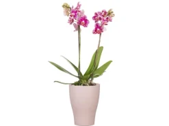 Sale Scheurich Orchideentopf 608 Ø 13 cm x 17 cm Powder Rose