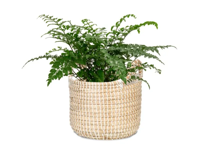 Scheurich Töpfe<Pflanzgefäß 514 Ø 22 cm x 18,5 cm