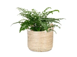 Scheurich Pflanzgefäß 514 Ø 26 cm x 23 cm< Töpfe