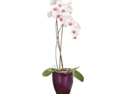Scheurich Pflanzgefäß 620 Ø 13 cm Pure Violet< Töpfe