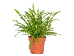 Töpfe<Schwertfarn "Duffy" Topf-Ø ca. 12 cm Nephrolepis
