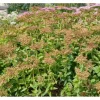 Töpfe<Sedum Aizoon Fetthenne Ca. 9x9 cm Topf
