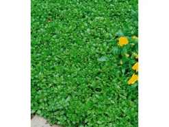 Töpfe<Sedum Hybridum Immergrünchen Fetthenne Ca. 9x9 cm Topf
