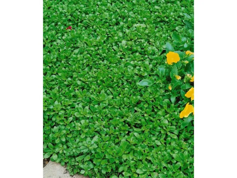 Töpfe<Sedum Hybridum Immergrünchen Fetthenne Ca. 9x9 cm Topf