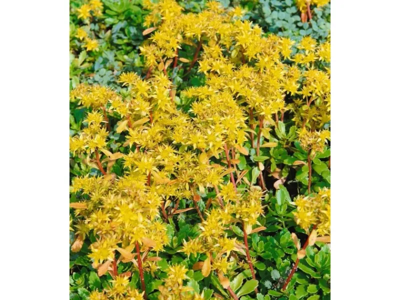 Töpfe<Sedum Hybridum Immergrünchen Fetthenne Ca. 9x9 cm Topf