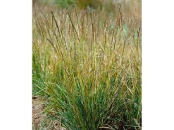 Clearance Sesleria Albicans Blaugras Ca. 9x9 cm Topf