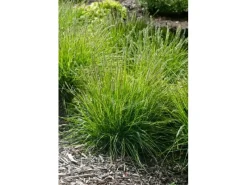Sesleria Autumnalis Herbst-Kopfgras Ca. 9x9 cm Topf Ziergras< Töpfe