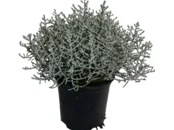 Silberkörbchen Weiß Topf-Ø ca. 11 Calocephalus< Töpfe