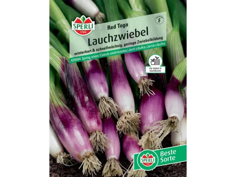 New Sperli Lauchzwiebel "Red Toga" (Allium fistulosum)